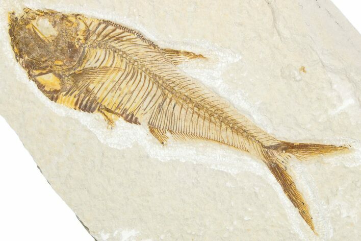 Detailed Fossil Fish (Diplomystus) - Wyoming #340126